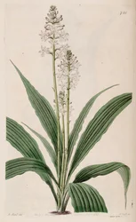 Ilustracja Calanthe triplicata (jako syn. Calanthe veratrifolia) (roślina)
