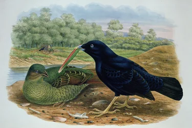 Ptilonorhyncus Violaceus, altannik satynowy