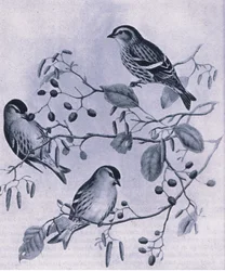 Czyżyki, Natura w Wielkiej Brytanii, wydane przez Collins, 1946