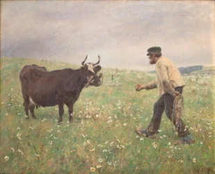 Krowa na wolności