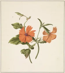Żółta róża chińska (Rosa Chinensis Lutea)