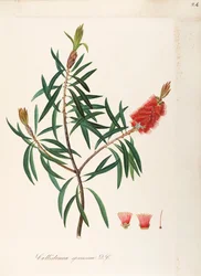 Albany Bottlebrush (Callistemon speciosum DC), Myrtaceae, Krzew o trwałych liściach, pochodzący z Australii, akwarela