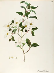 Dereń kwitnący (Cornus florida), Cornaceae, małe drzewo lub krzew pochodzący z Ameryki Północnej, akwarela