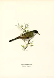 Barred Warbler (kolor lito)