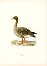 Gęś Fasolowa (kolor lito)
