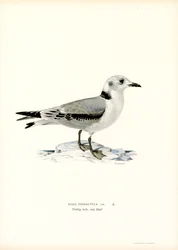 Kittiwake z czarnymi nogami (kolor lito)
