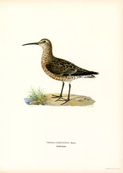 Kulik sandpiper (kolor lito)