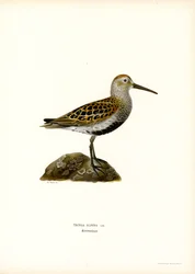 Dunlin (kolor lito)
