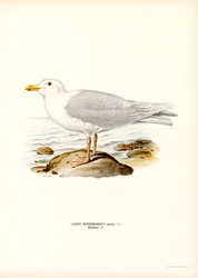 Glaucous Gull (kolor lito)