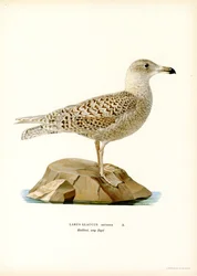 Glaucous Gull (kolor lito)