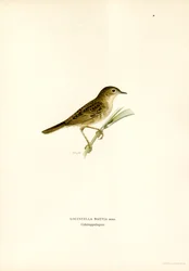 Grasshopper Warbler (kolor lito)