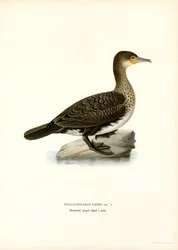 Kormoran wielki (kolor lito)