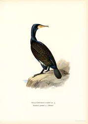 Kormoran wielki (kolor lito)