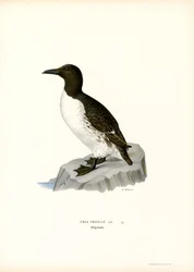 Guillemot (kolor lito)