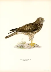Hen Harrier (kolor lito)