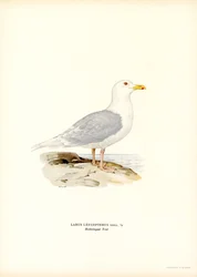 Islandia Mewa (kolor lito)