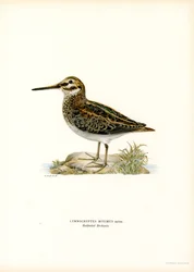 Jack Snipe (kolor lito)