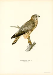 Merlin (kolor lito)