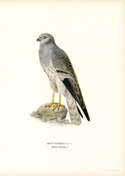 Harrier Montagu (kolor lito)