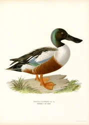 Northern Shoveler (kolor lito)