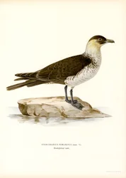 Pomarine Wydrzyk (członkowie kolorowi)