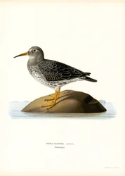 Sandpiper purpurowy (kolor lito)
