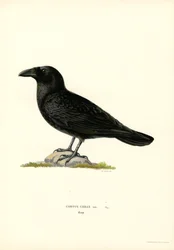 Kruk (kolor lito)