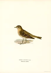 Pipit czerwonogardły (kolor lito)