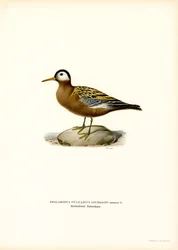Czerwona Falarope (kolor lito)