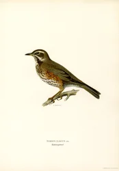 Redwing (kolor lito)