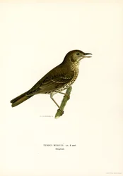 Redwing (kolor lito)