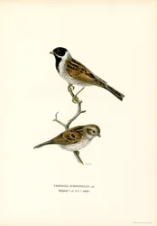 Reed Bunting (kolor lito)