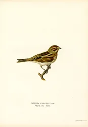 Reed Bunting (kolor lito)