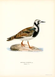 Rumiany Turnstone (kolor lito)