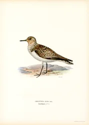Sanderling (kolor lito)