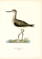 Sandpiper (kolor lito)