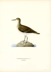 Sandpiper (kolor lito)