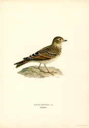 Skowronek (kolor lito)
