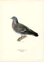 Stock Dove (kolor lito)