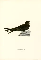 Swift (kolor lito)