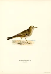 Tawny Pipit (kolor lito)