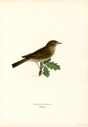 Drozd Nightingale (kolor lito)