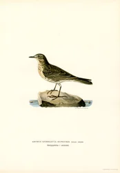 Water Pipit (kolor lito)