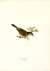 Whitethroat (kolor lito)