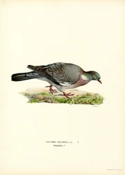 Wood Pigeon (kolor lito)