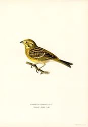 Yellowhammer (Emberiza citrinella) (kolor lito)