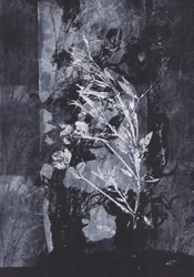 Czarna natura