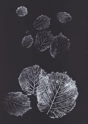 Botaniczne nadruki liści