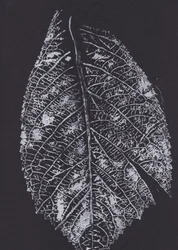 Monochromatyczny wzór liści