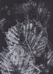 Studium monochromatycznego liścia